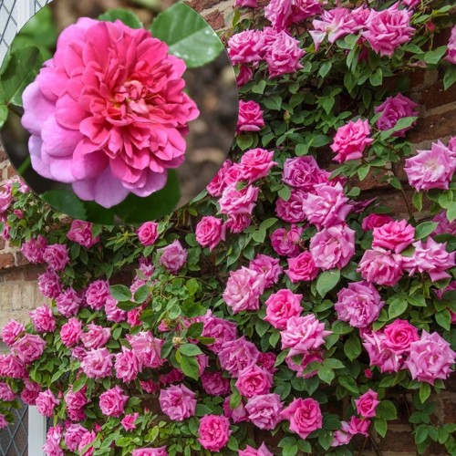 Rosa 'Zephirine Drouhin' - Roos 'Zephirine Drouhin' C4/4L